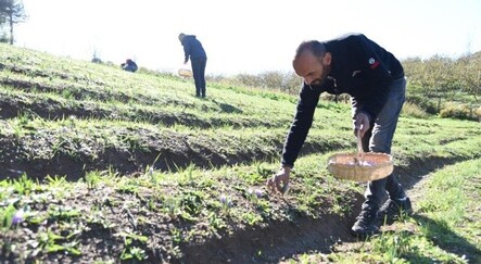 Safranın kilosu 30 bin liradan başlıyor - ekonomi