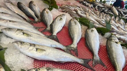 Tezgahlarda palamut azaldı, hamsi bollaştı - yasam