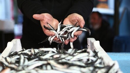 Trabzon'da 20 ton hamsiye el konuldu - yasam