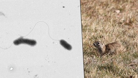 Yeni bir bakteri türü keşfedildi - dunya