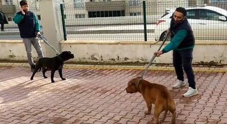 2 pitbullun saldırdığı küçük kız yaşam savaşı veriyor - gundem