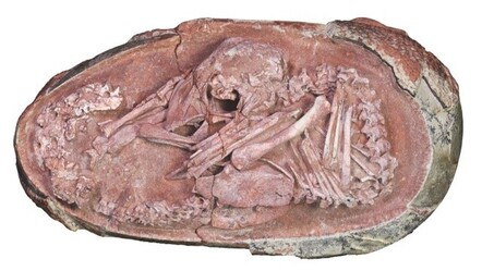 66 milyon yıl öncesine ait dinozor embriyosu bulundu - dunya