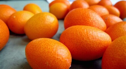 C vitamini deposu kamkat hastalıklardan koruyor - saglik