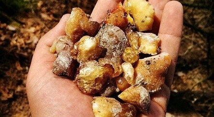 Çam sakızı neye iyi gelir, çam sakızının faydaları nelerdir? - saglik