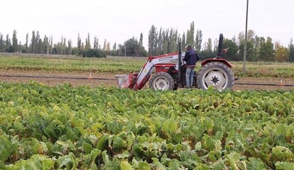 Çiftçinin yüzü gülüyor: Gübre ve yem fiyatları düştü - gundem
