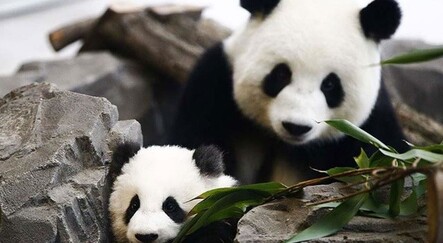 Çin'de 102 bin yıllık dev panda fosili bulundu - teknoloji