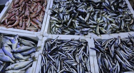Hamsi Türkiye'yi terk etti, tezgahlar boş kaldı - ekonomi