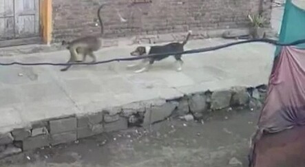 Hindistan'da maymunlar dehşet saçtı: 250 köpeği öldürdüler - dunya