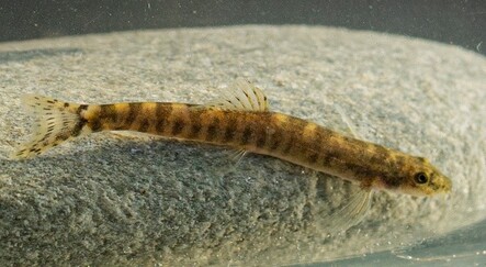 Yarım asırdır görülmemişti: Batman’da ortaya çıktı - TÜRKİYE