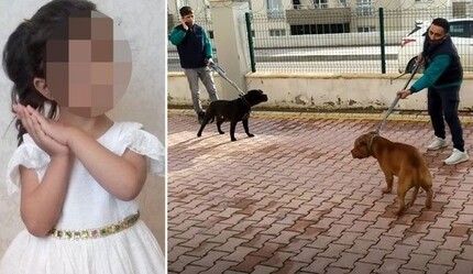 Pitbull'un saldırdığı Asiye'nin ailesi gazetemize konuştu: Yasağı çiğnediler bedelini ödesinler - gundem