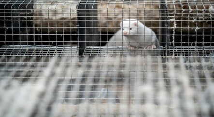 Polonya'da koronavirüse yakalanan 500 vizon 90 gün karantinaya alındı - dunya