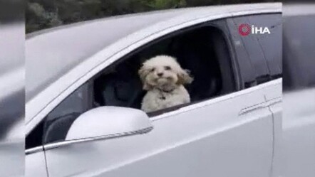 Tesla'nın enteresan şoförü: Direksiyon başına bu defa bir köpek geçti - dunya