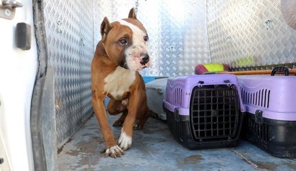 15 bin TL cezayı duyunca köpekleri teslim ettiler - yasam