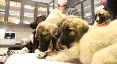 Ankara'da zehirlenen 9 köpekten 4'ü öldü - yasam