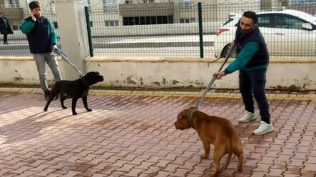 Asiye'yi parçalayan Pitbull'lar silah sayıldı - gundem