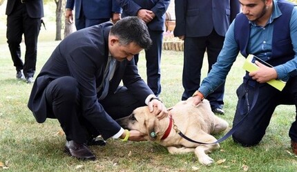 Bakan Pakdemirli: Sahipsiz köpekleri uyutmaya karşıyız - yasam