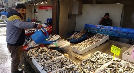 Beklenen Gürcü hamsisi sonunda geldi - gundem