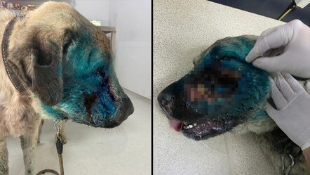 Bodrum'da vahşet! Köpeği yüzünden av tüfeğiyle vurdular - yasam