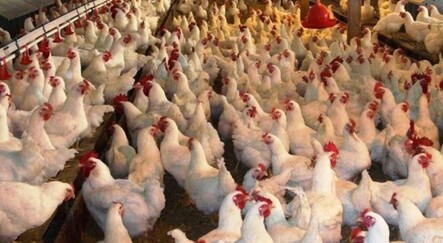 Bulgaristan’da kuş gribi paniği: 39 bin tavuk itlaf edilecek - gundem