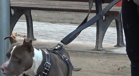 Çocuk parkına bırakılan Pitbulla kemerli müdahale - gundem