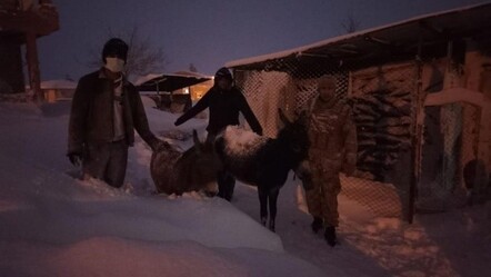 Donmak üzere olan eşekleri jandarma kurtardı - yasam