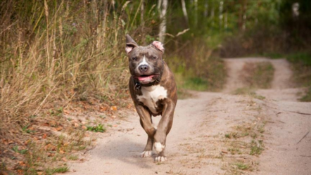 Gaziantep’teki 3. Pitbull saldırısında korku dolu anlar - gundem