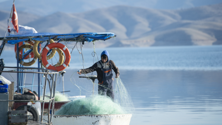 Havyarı 2 milyon lira eden balık Keban'da tekrar görüldü - ekonomi