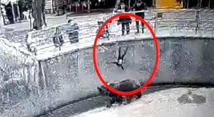 Hayvanat bahçesinde akıl almaz olay! 3 yaşındaki kızını ayının önüne attı - yasam