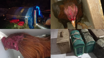 Horoz dövüşü operasyonu: 8 kişi yakalandı, 11 horoza el konuldu - gundem