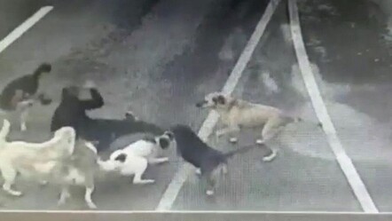 İstanbul'un ortasında dehşet! İş adamına 6 köpek saldırdı - dunya