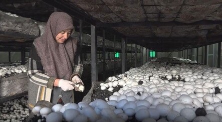 Mantar çiftliği kuran ev hanımı hasat başı 10 bin TL kazanıyor - ekonomi