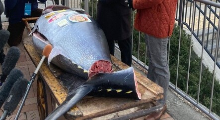 Tokyo'daki 211 kiloluk orkinos 1.9 milyon liraya satıldı - dunya