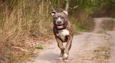 Yasaklı 6 köpek ırkı için son 3 gün - yasam