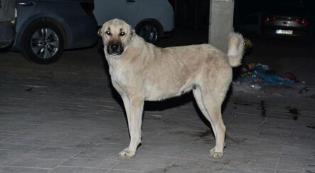 7 vatandaşa saldıran köpek kuduz çıktı, mahalle karantinaya alındı - dunya