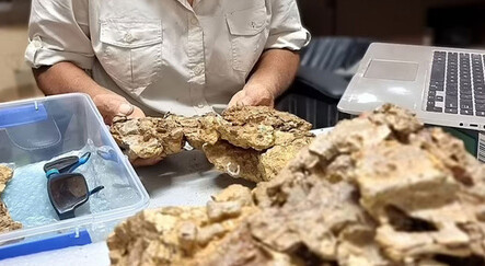 95 milyon yıllık timsahın karnından dinozor kalıntıları çıktı - dunya