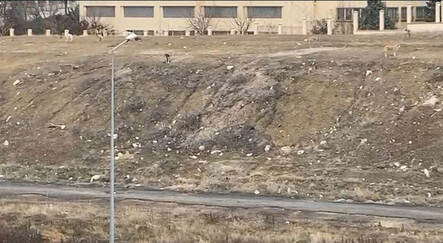Ankara’da başıboş köpek sürüsü bir çocuğa saldırdı - yasam