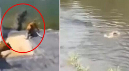 Böyle vicdansızlık görülmedi: Köpekleri timsah dolu suya attılar - dunya