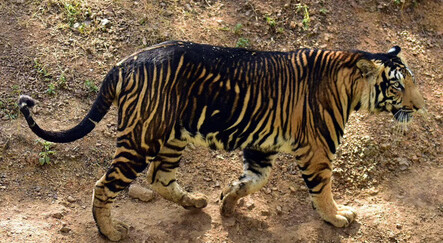 Çok nadir görülüyor! Hindistan’da siyah sırtlı kaplanlar - dunya