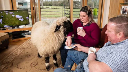 İngiltere'de yeni moda! Evde koyun besliyorlar - dunya