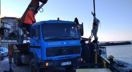 Karadeniz’den hamsi değil dana çıktı - yasam