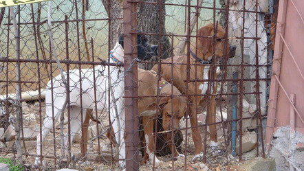 Komşuların köpek kavgası kanlı bitti - yasam