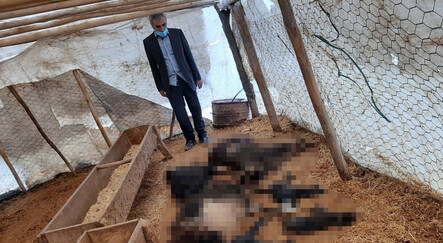 Sokak köpekleri 19 hayvanı telef etti - gundem