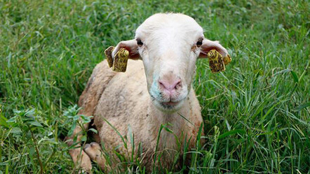 Iğdır'da mavi dil paniği, bazı köylerde karantinaya alındı - dunya