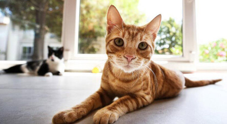 Rusların kedilerine de yaptırım geldi - dunya