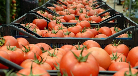 Rusya-Ukrayna savaşı domatesi vurdu: 4 liraya kadar düştü - ekonomi