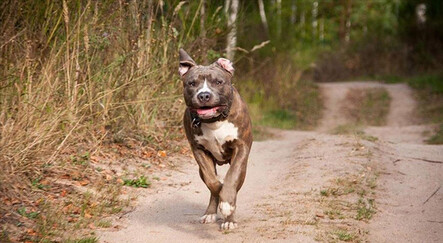 Bursa'da okula giden çocuğa 8 köpek birden saldırdı - editorun-sectikleri