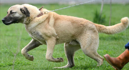 Feci ölüm! 12 köpek bir genç kıza saldırdı - yasam