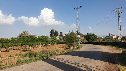 Hatay'da kuduz paniği! Bir mahalle karantinaya alındı - gundem