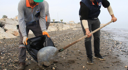 Kıyıya vuran zehirli denizanaları temizleniyor - yasam