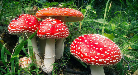 Bilim dünyasını şaşırtan çalışma: Mantarlar da konuşuyor - yasam